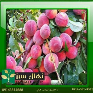 خرید آنلاین نهال هلو ۶۰ روزه (60-day peach seedlings)