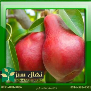 قیمت و خرید آنلاین نهال گلابی آنجو (Anjou pear seedlings)