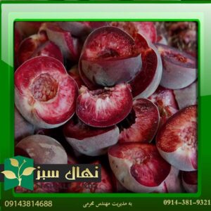 قیمت و خرید آنلاین نهال هلو خونی (Blood peach seedling)