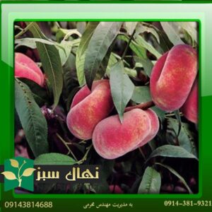 خرید آنلاین نهال هلو انجیری خونی (Bloody peach seedling)