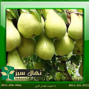 قیمت و خرید آنلاین نهال گلابی دم کج (Crooked pear seedling)