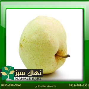 قیمت و خرید آنلاین نهال گلابی دَوَچی (Dauchi pear seedling)