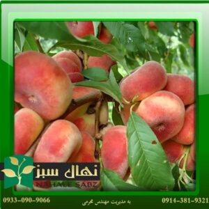 قیمت و خرید آنلاین نهال هلو انجیری زود رس (Early fig peach seedling)