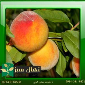 خرید آنلاین نهال هلو زعفرانی زود رس (Early ripening saffron peach seedlings)