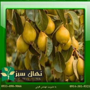 قیمت و خرید آنلاین نهال گلابی فیتل فرانس (Fitel France pear seedlings)