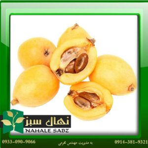 قیمت و خرید آنلاین نهال گلابی جنگلی (Forest pear seedlings)