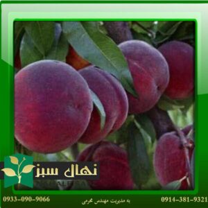 قیمت و خرید آنلاین نهال هلو فرانسه پیش رس (French peach seedlings)