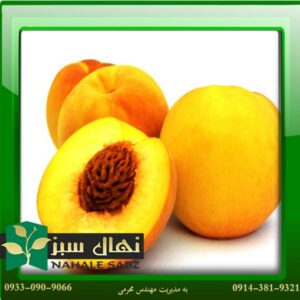 قیمت و خرید آنلاین نهال هلو گلدن کوئین (Golden Queen peach seedling)