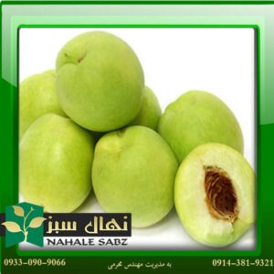 قیمت و خرید آنلاین نهال هلو سبز (Green peach seedling)