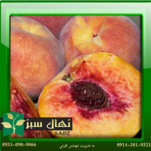 قیمت وخرید آنلاین نهال هلو جی اچ هیل (JH Hill peach seedling)