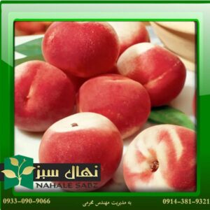 قیمت و خرید آنلاین نهال هلو کاظمی (Kazemi peach seedling)