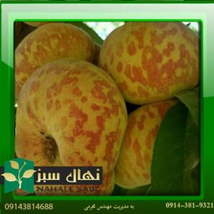 خرید آنلاین نهال هلو انجیری پلنگی (Leopard fig peach seedling)
