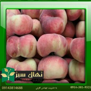 خرید نهال هلو انجیری مالکی (Maliki fig peach seedling)