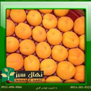 قیمت و خرید آنلاین نهال زردآلو انبه ای (Mango apricot seedling)