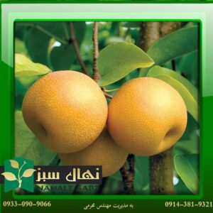  قیمت و خرید آنلاین نهال گلابی پرتقالی (Orange pear seedlings)