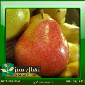 قیمت و خرید آنلاین نهال گلابی ویلیام دوشس (Pear seedlings William Duchess)