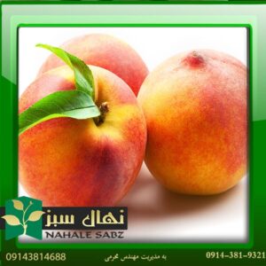قیمت و خرید آنلاین نهال هلو رد تاپ (Red top peach seedling)