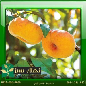قیمت و خرید آنلاین نهال هلو انجیری زعفرانی (Saffron fig peach seedling)