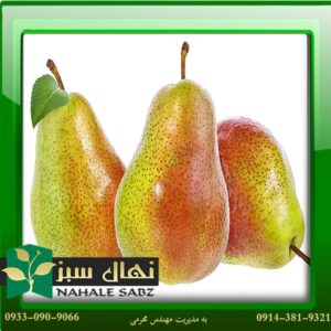قیمت و خرید آنلاین نهال گلابی سانتا ماریا (Santa Maria pear seedlings)