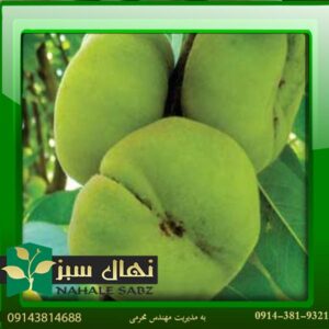 خرید آنلاین نهال هلو انجیری پاییزه (Seedlings of peaches and figs in the fall)