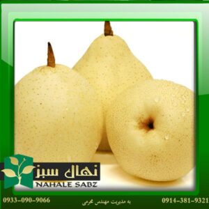 قیمت و خرید آنلاین نهال گلابی شینگو (Shingo pear seedlings)