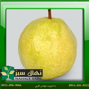 قیمت و خرید آنلاین نهال گلابی سیبری (Siberian pear seedlings)