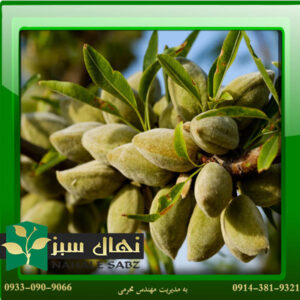 قیمت و خرید آنلاین نهال بادام آذر - دیرگل (Late flowering Azar almond seedlings)