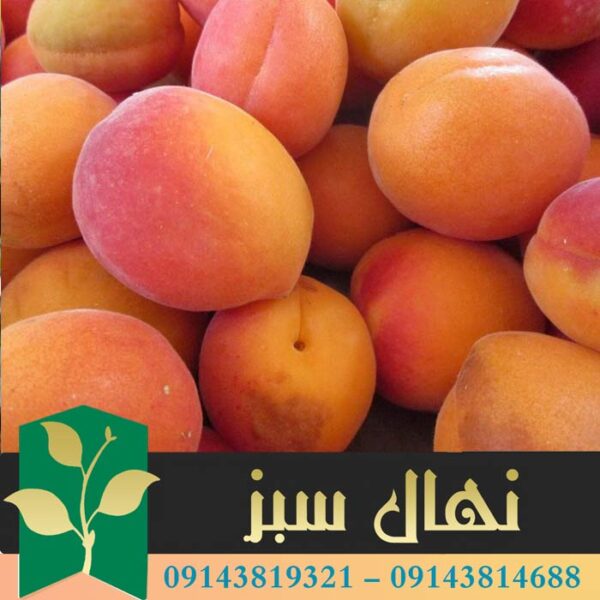 قیمت و خرید آنلاین نهال زردآلو اردوباد (Ordubad apricot seedling)