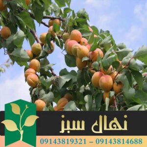 قیمت و خرید آنلاین نهال زردآلو جهانگیری (Jahangiri apricot seedling)