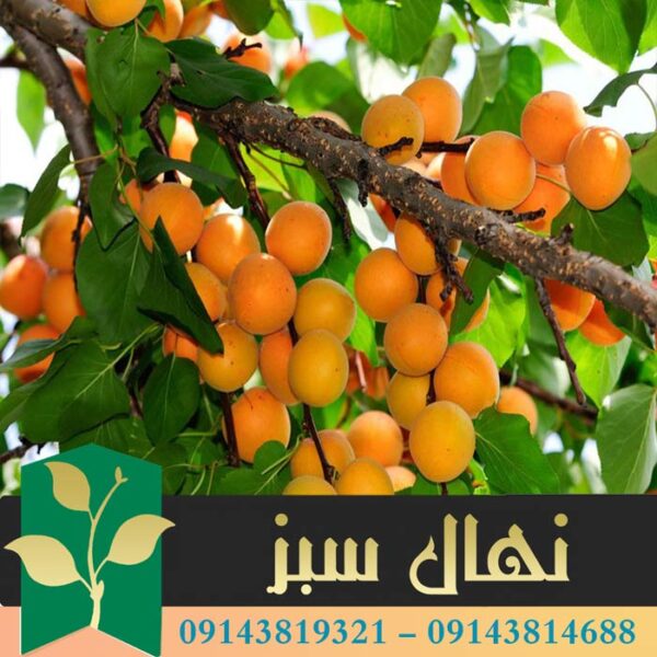 قیمت و خرید آنلاین نهال زردآلو رکسانا (Roxana apricot seedling)