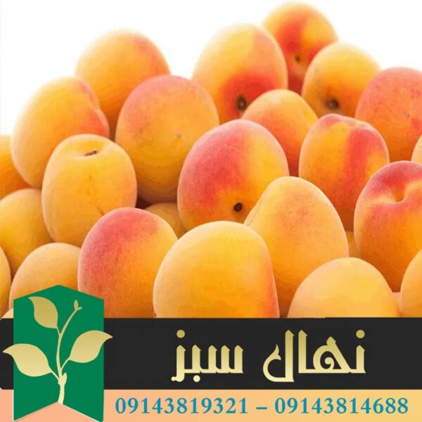 قیمت و خرید آنلاین نهال زردآلو شکر پاره (Ripe sugar apricot seedlings)