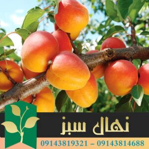 قیمت و خرید آنلاین نهال زردآلو عسگرآباد دیررس (Asgharabad apricot seedling is late )