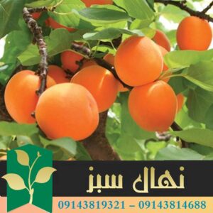 قیمت و خرید آنلاین نهال زردآلو قیسی (Qaisi apricot seedling)