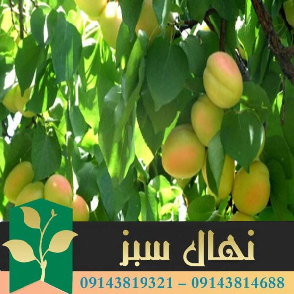 قیمت و خرید آنلاین نهال زردآلو ملایر (Malair apricot seedling)