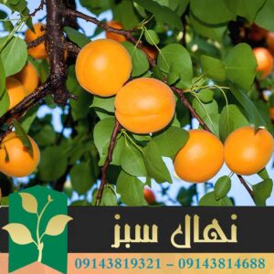 قیمت و خرید آنلاین نهال زردآلو پرتقالی (Orange apricot seedling)