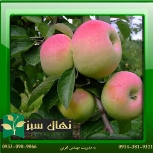 قیمت و خرید آنلاین نهال سیب مشهدی نوری مراغه (Mashhad apple seedling)