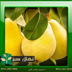 قیمت و خرید آنلاین نهال گلابی بیروتی (Darghazi pear seedling)