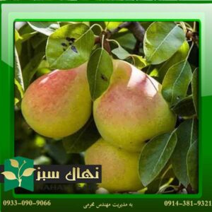 قیمت و خرید آنلاین نهال گلابی درگزی (Darghazi pear seedling)