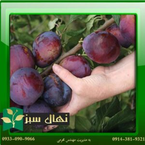 قیمت و خرید نهال آلو بخارایی - خرمایی Bukhara plum seedlings