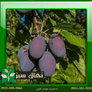 قیمت و خرید نهال آلو کالیفرنیا California plum seedlings