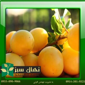 قیمت و خرید نهال آلو یلو آک Yellow plum seedling