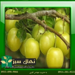قیمت و خرید نهال الو زرد اراک Arak yellow aloe sapling