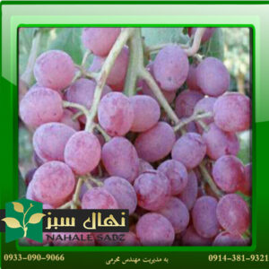 قیمت و خرید نهال انگور خضری قرمز Red Khazri grape seedling