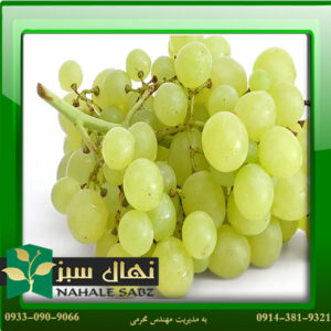 قیمت و خرید نهال انگور خلیلی Khalili grape seedling