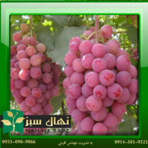 قیمت و خرید نهال انگور رد گلوب Red Globe grape seedling
