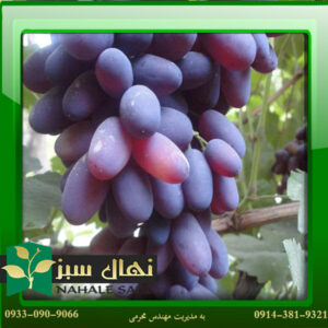 قیمت و خرید نهال انگور ریش بابا Rish Baba's grape seedling