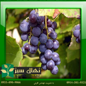 قیمت و خرید نهال انگور سیاه سردشت Sardasht black grape seedling