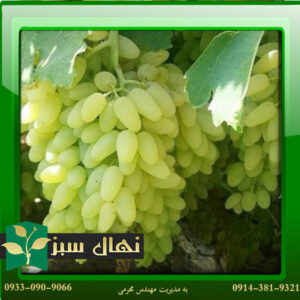 قیمت و خرید نهال انگور پیکامی - بی دانه Pikami grape seedling