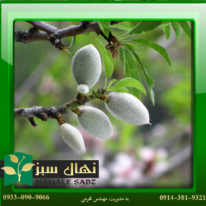 قیمت و خرید نهال بادام سهند Sahand almond seedlings