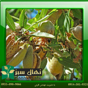 قیمت و خرید نهال بادام نان پریل Paril bread almond seedlings